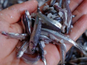Xem ăn chơi - Loại cá bé tí tẹo xưa ít ai biết đến, giờ thành đặc sản được chị em nội trợ ưa chuộng vì ngon và bổ dưỡng, 100.000 đồng/kg