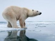 Clip Eva - Vì sao ở Bắc Cực có gấu nhưng ở Nam Cực lại không?