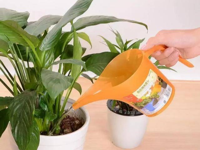 Hoa sợ nhất 4 cách tưới nước này, tưới xong cây vàng lá thối rễ, bạn có phạm phải không?