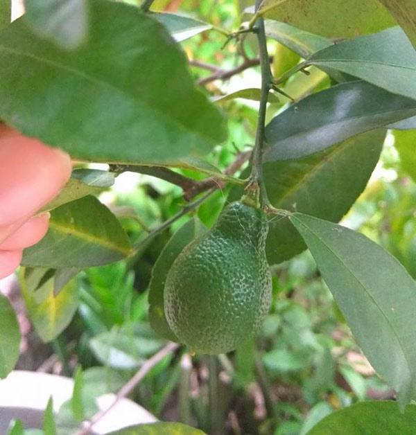 tuyen tap trai cay dem bieu nha chong, dam bao an tuong dai lau - 9