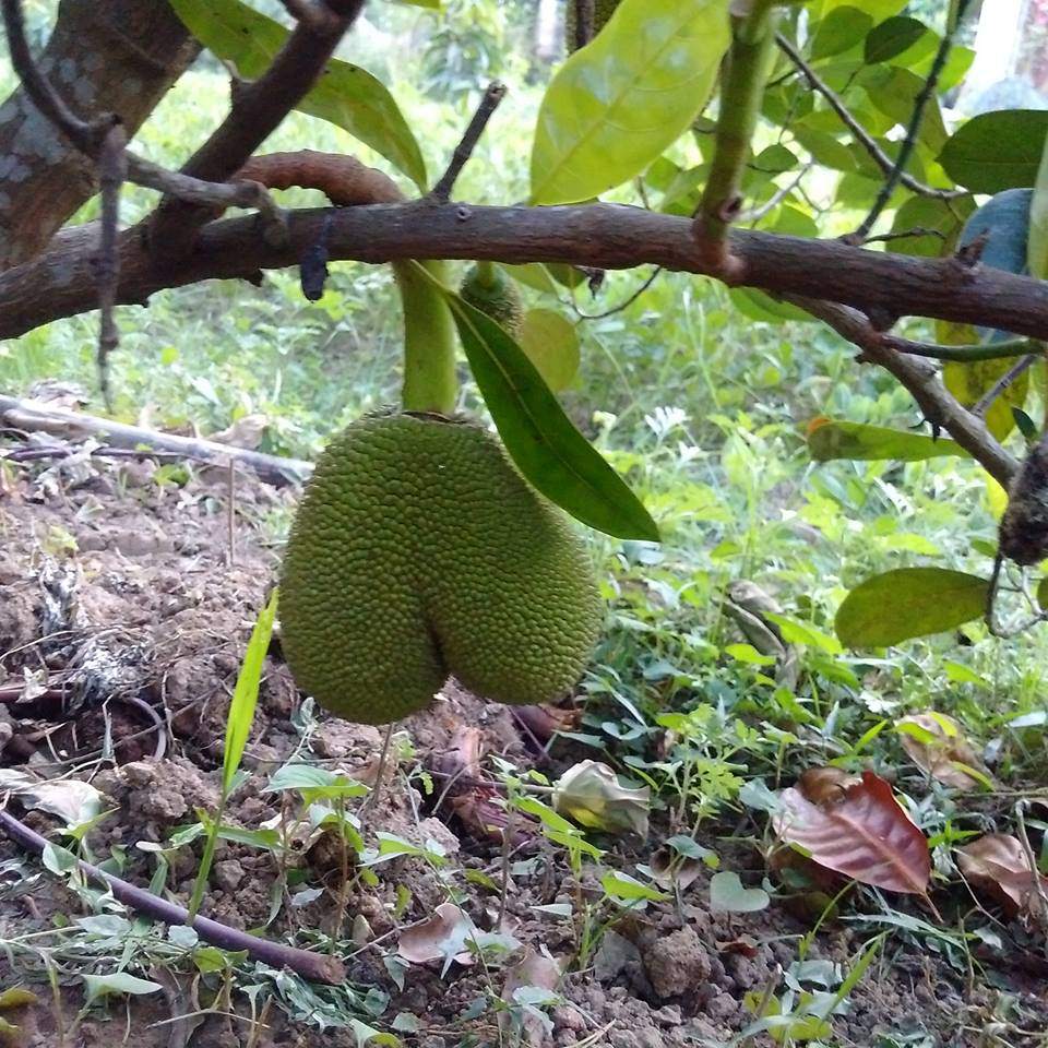 tuyen tap trai cay dem bieu nha chong, dam bao an tuong dai lau - 13
