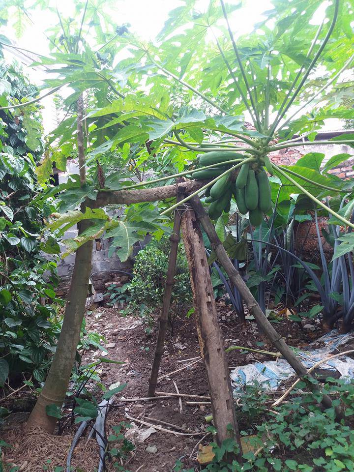 tuyen tap trai cay dem bieu nha chong, dam bao an tuong dai lau - 15