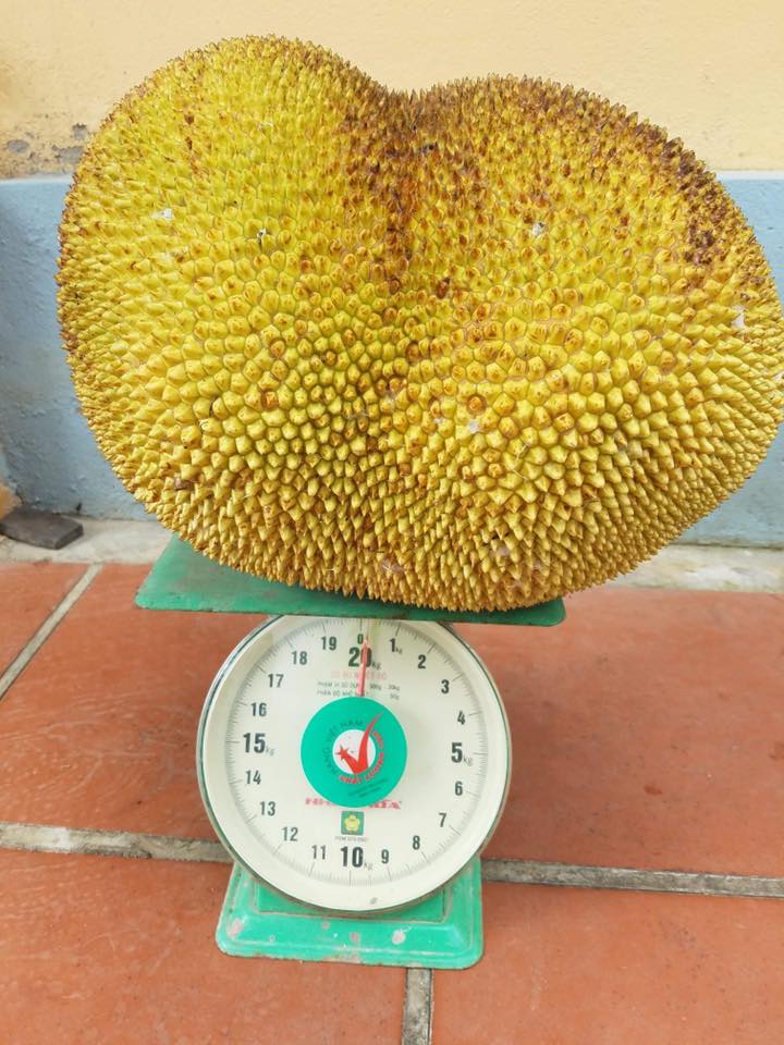tuyen tap trai cay dem bieu nha chong, dam bao an tuong dai lau - 16