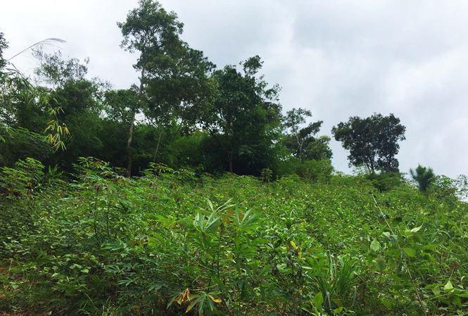 khai quat tu thi dieu tra nguyen nhan vu an mang "la lung" - 1