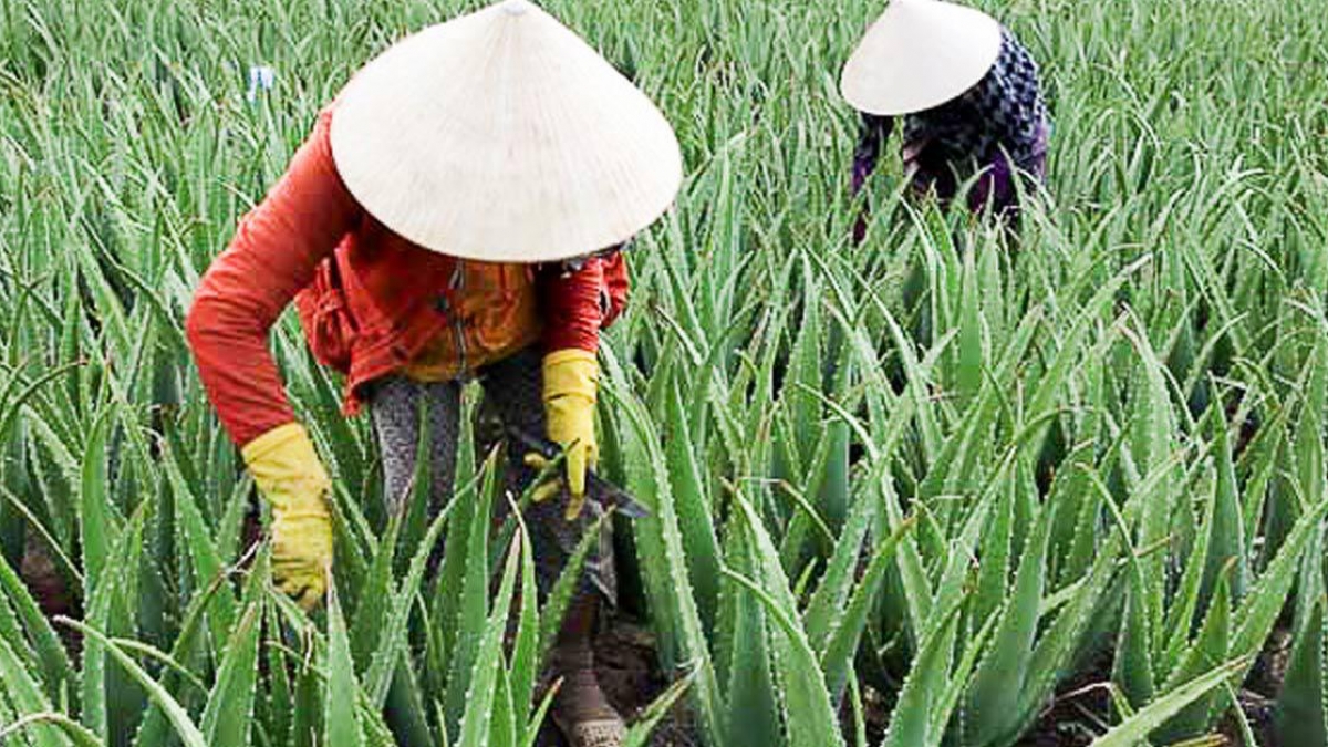 Cây Nha Đam: Hướng dẫn cách trồng và chăm sóc chi tiết