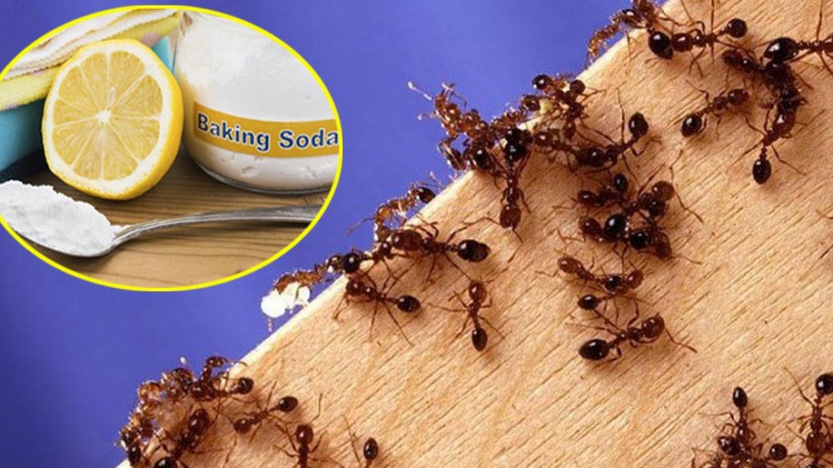 Cách diệt kiến gió trên giường đơn giản mà hiệu quả không ngờ