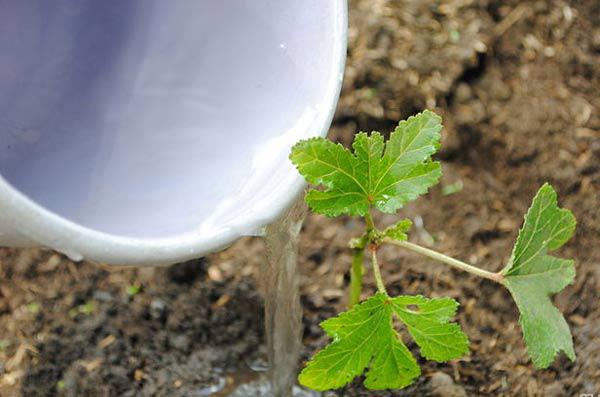 Cách trồng đậu bắp giả thơm ngon, bổ dưỡng ngay tại vườn nhà - 5