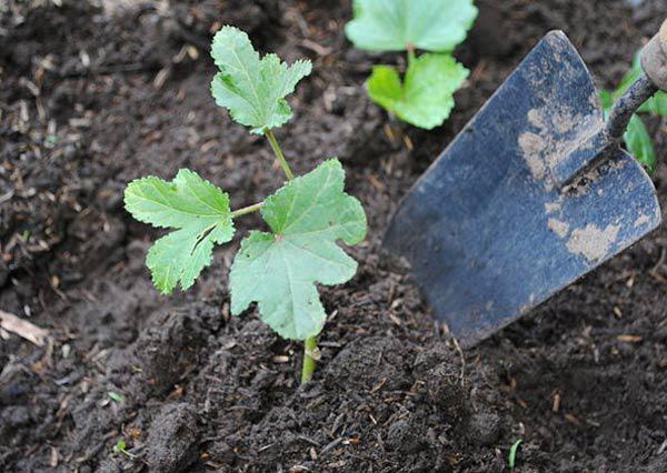 Cách trồng đậu bắp sai trĩu, thơm ngon nhiều dinh dưỡng ngay trong vườn nhà - 4