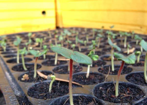 Cách trồng đậu bắp ác ngon, bổ dưỡng ngay tại vườn - 3