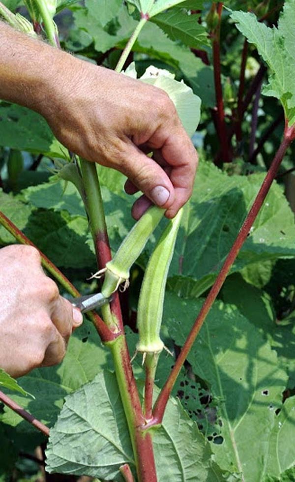 Cách trồng đậu bắp sai trĩu, thơm ngon nhiều dinh dưỡng ngay trong vườn nhà - 6