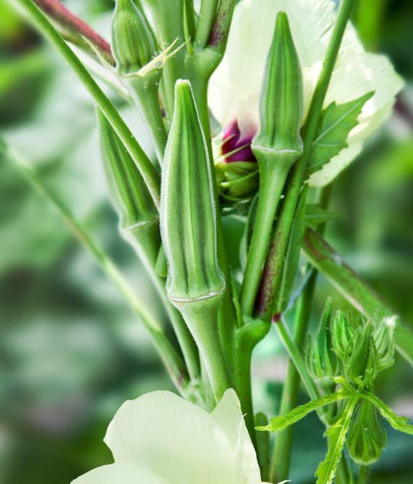 Cách trồng đậu bắp sai trĩu, thơm ngon nhiều dinh dưỡng ngay trong vườn nhà - 2