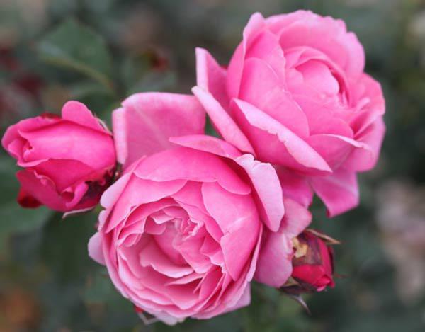 Các loại hoa hồng bụi đẹp các loại hoa hồng bụi đẹp Được yêu thích nhất
