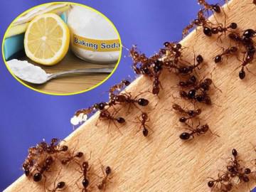 Sử dụng phấn vẽ để diệt kiến hôi trên giường có an toàn không?
