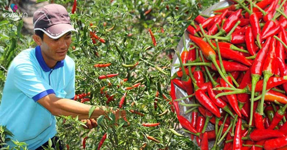 Mô hình trồng ớt sừng xanh 308 Đà Lạt cho thu nhập cao  Trang thông tin  điện tử huyện Tuy Đức tỉnh Đăk Nông
