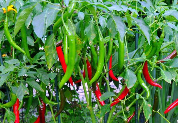 Mách cách trồng ớt sai quả, cho thu hoạch mỏi tay không hết - 6