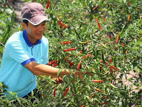 Mách cách trồng ớt sai quả, cho thu hoạch mỏi tay không hết - 7