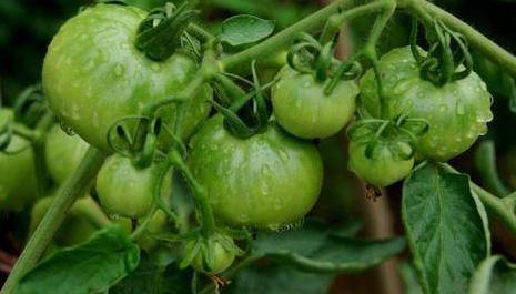 Tác hại của cà chua xanh khiến bé 5 tuổi ngộ độc, hôn mê sâu