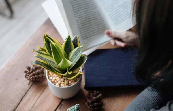 Cách trồng cây lưỡi mèo vừa sang nhà lại làm bùa hộ mệnh cho cả gia đình - 3