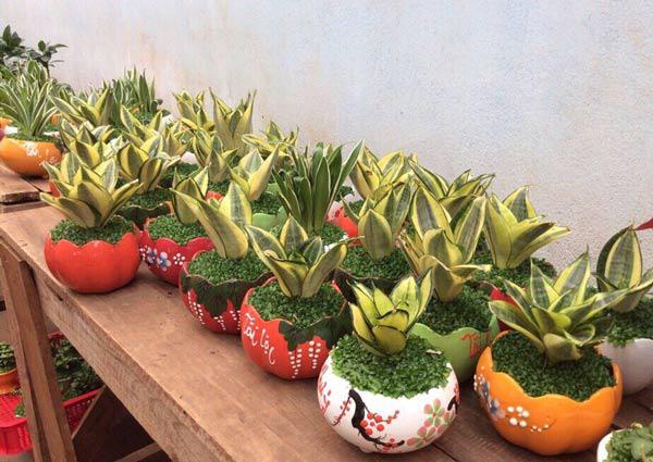 Cách trồng cây lưỡi mèo vừa sang nhà lại làm bùa hộ mệnh cho cả gia đình - 5
