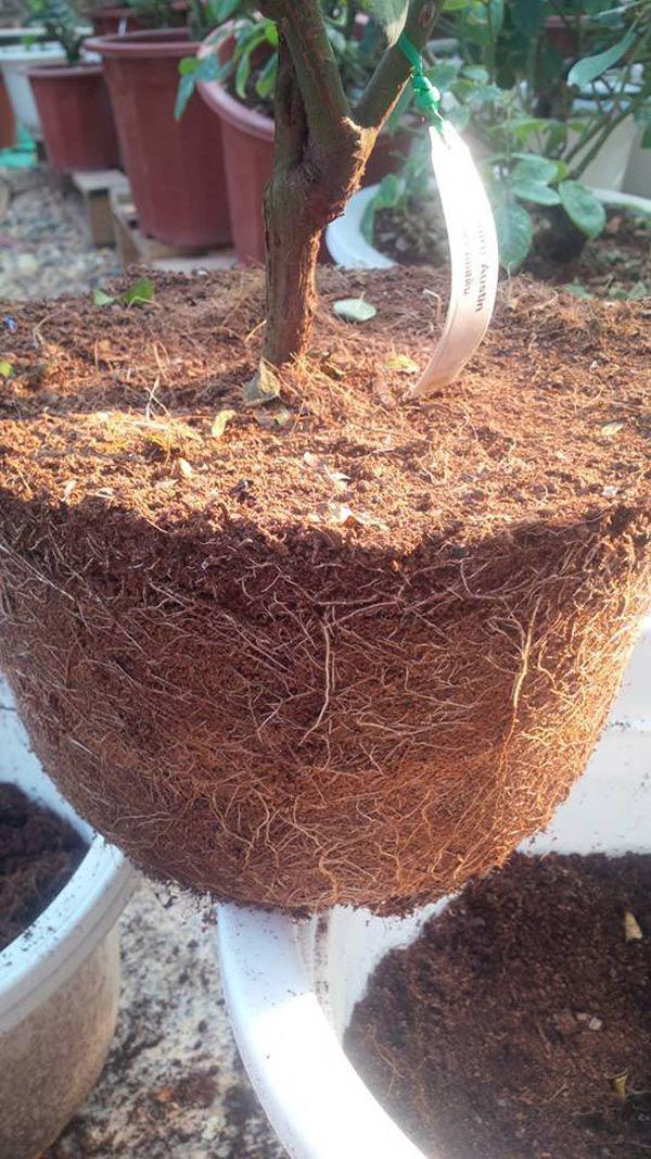 Học cách trồng hoa hồng leo nở rực rỡ trước cổng nhà - 8