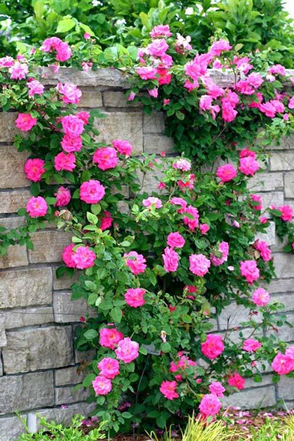 Cách trồng hoa hồng leo và kỹ thuật chăm sóc cho hoa nở quanh năm