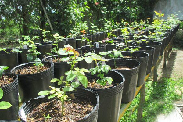 Học cách trồng hoa hồng leo nở rực rỡ trước cổng nhà - 9