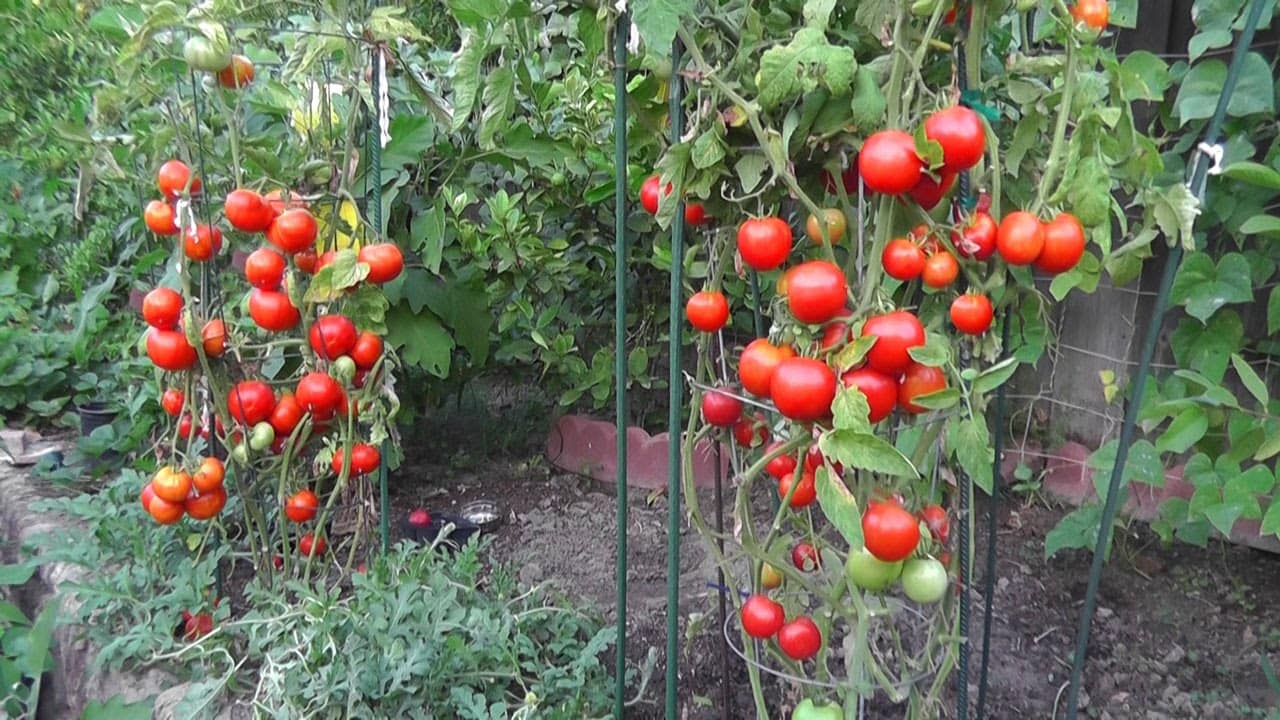 Bỏ túi kỹ thuật trồng cà chua an toàn tươi ngon tại nhà