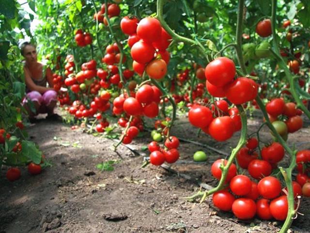 Top 61 về mô hình trồng cà chua mới nhất  Tin học Đông Hòa