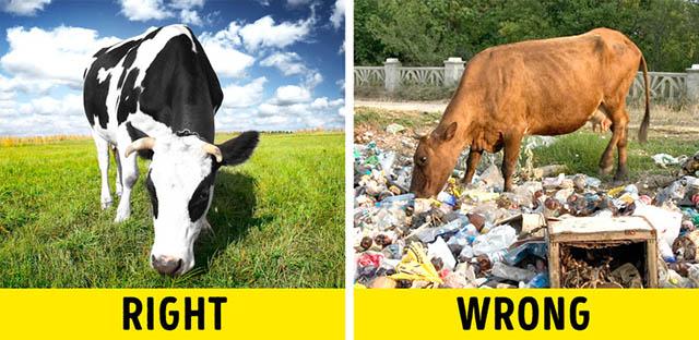 bo tui 7 meo chon thit ngon, dung chuan che bien mon nao cung nhu y - 3