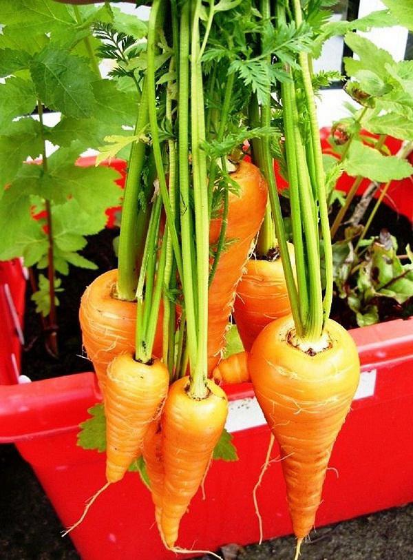 2 cách trồng cà rốt tại nhà siêu đơn giản cho củ mập mạp, ngọt ngon - 10