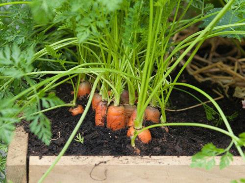 2 cách trồng cà rốt tại nhà siêu đơn giản cho củ mập mạp, ngọt ngon - 6