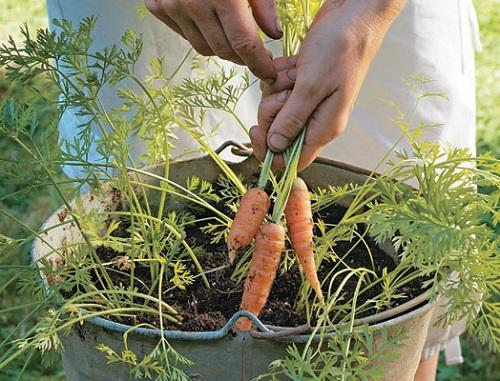 2 cách trồng cà rốt tại nhà siêu đơn giản cho củ mập mạp, ngọt ngon - 8