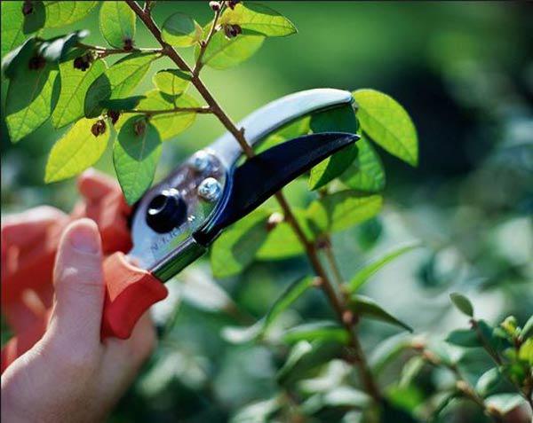 Mách cách trồng hoa hồng bằng cành nhanh, gọn mà cây vẫn khỏe, nở hoa to - 10