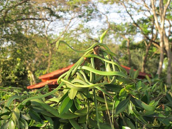 vo tu lai gan nhung cay bonsai bat mat nay, ban se biet the nao la "hon lia khoi xac" - 1