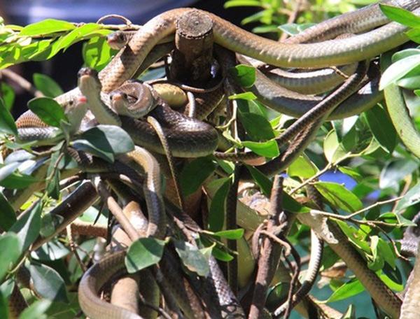 vo tu lai gan nhung cay bonsai bat mat nay, ban se biet the nao la "hon lia khoi xac" - 6