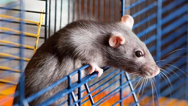 Đuổi chuột thạch cao là một trong những cách hiệu quả giúp bạn loại bỏ ngay lập tức sự xuất hiện của chúng trong nhà mà không gây tác động xấu cho vật liệu thạch cao. Hãy truy cập để xem thực tế cách đuổi chuột này đấy!