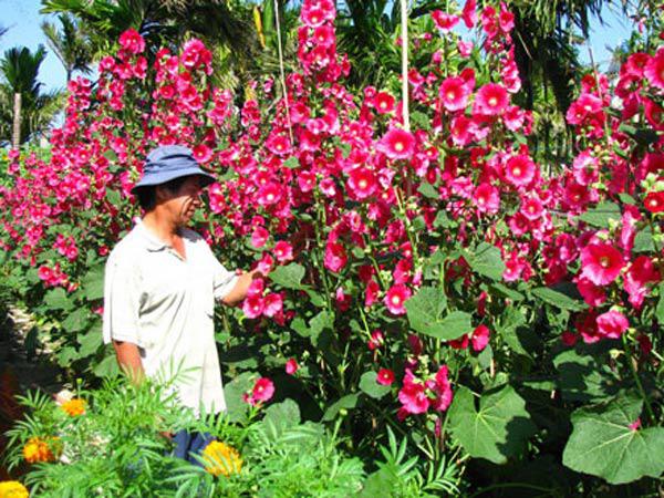 Trồng hoa mãn đình hồng vừa có sân vườn rực rỡ, vừa có cây thuốc quý trong nhà - 3