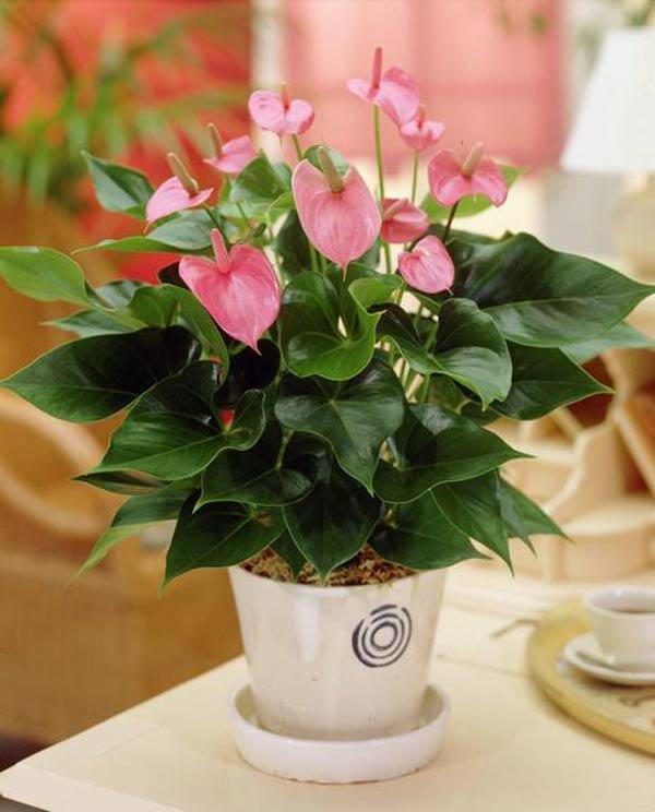 Cách trồng cây hồng môn cho hoa rực rỡ, mang may mắn thịnh vượng cho gia chủ - 8