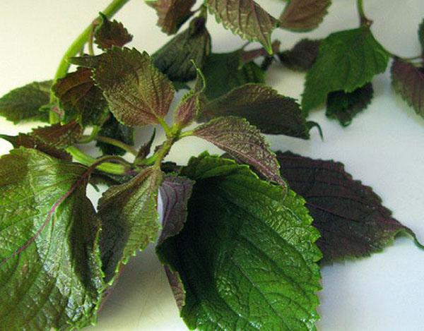 bo tui cac tuyet chieu tri mun cam don gian khong ngo xoa tan di noi lo cua ban - 6