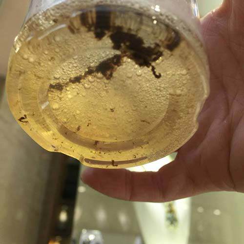 cao rang, mang bam, o vang sach bach voi 4 cach lam trang rang tu 1 qua chanh - 7