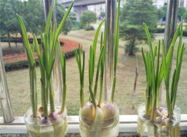 Just put garlic full of plastic bottles on the window, a few months later there will be clean garlic to eat gas - 7