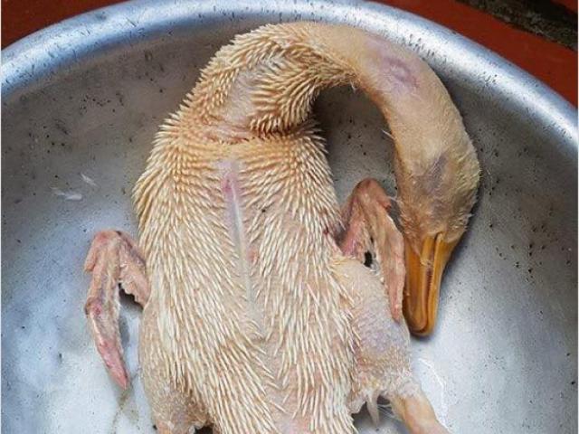 Đăng bữa ăn giảm cân