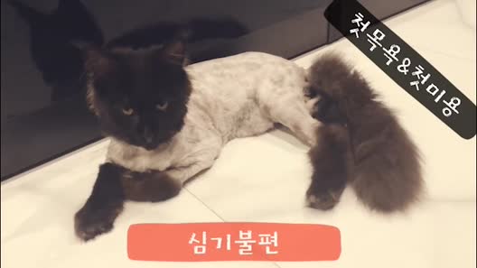 Trấn Thành khoe gia đình mèo đắt giá, fan tận tâm khuyên nếu vợ chồng anh  sắp có em bé