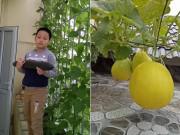 Kinh ngạc trước "nông trại" trên cao của gia đình Hải Phòng: Xanh mướt quanh năm, rau củ cả tạ Kinh ngạc trước "nông trại" trên cao của gia đình Hải Phòng: Xanh mướt quanh năm, rau củ cả tạ