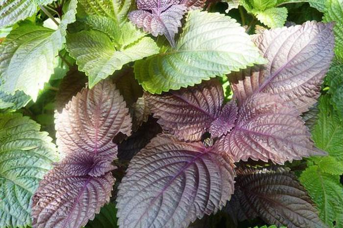 tri tan nhang hieu qua ngay tai nha voi 7 nguyen lieu chua den 10.000 dong! - 5