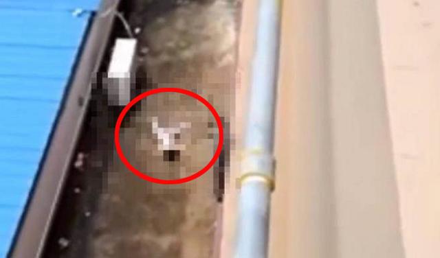 me mai di ve sinh khong de y, con gai 2 tuoi roi tu tang 28 xuong dat tu vong - 1