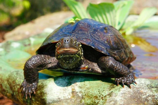 dau bung du doi sau khi an tiec ve, co gai phat hien thu kinh di trong "vung kin" - 2