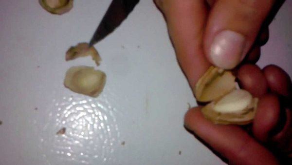 Mẹ trẻ đem hạt đào ươm vội ra vườn, ai ngờ đậu quả ra trĩu trịt, cả nhà thích mê - 3