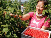 Chị nông dân trồng loại quả này, ngoảnh đi ngoảnh lại đã thành triệu phú Chị nông dân trồng loại quả này, ngoảnh đi ngoảnh lại đã thành triệu phú