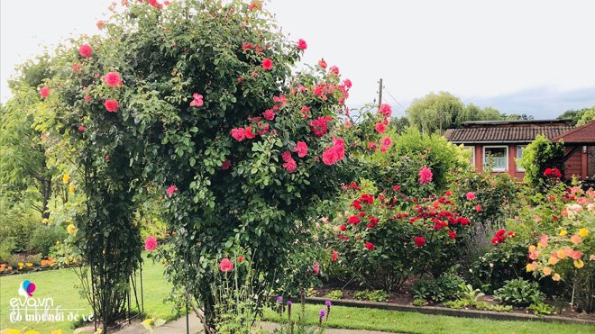 Đòi chồng mua vườn tận bên Đức, mẹ Việt gây bất ngờ sau 3 năm học cuốc đất trồng hoa - 5